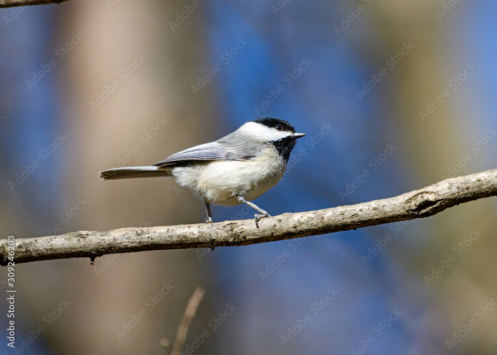 Carolina Chickadee (Poecile carolinensis) Carolina Chickadee (Poecile carolinensis)