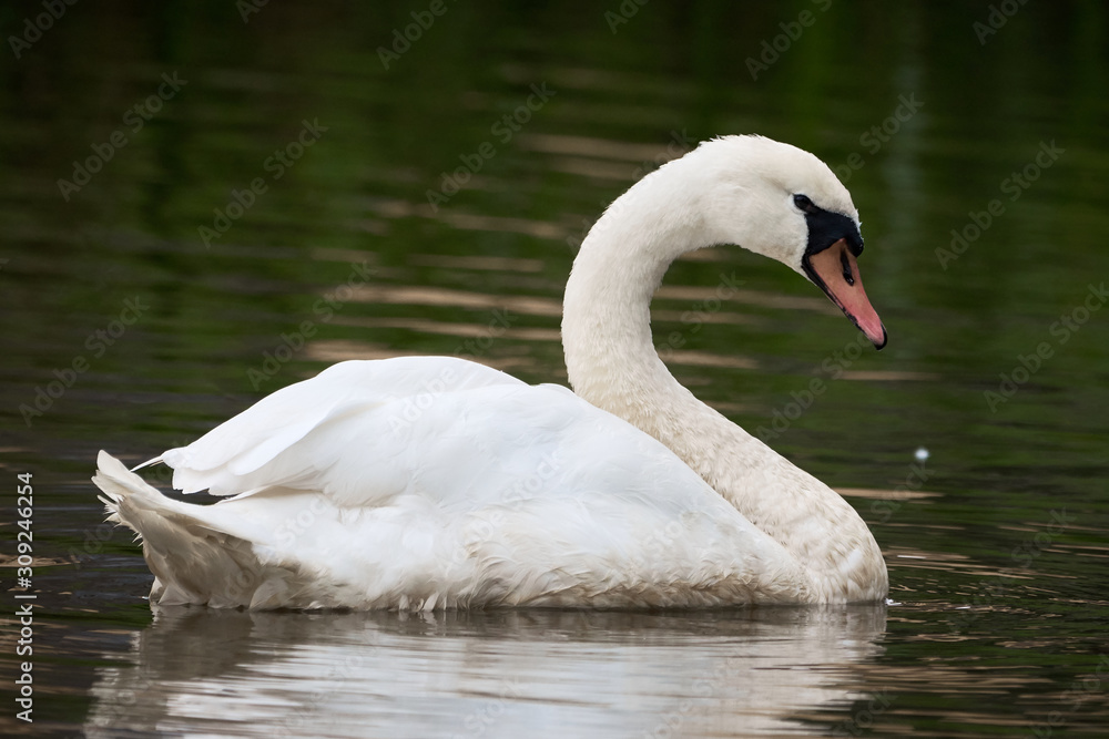 Mute Swan ( Cygnus olor ) swimming in the lake Mute Swan ( Cygnus olor ) swimming in the lake