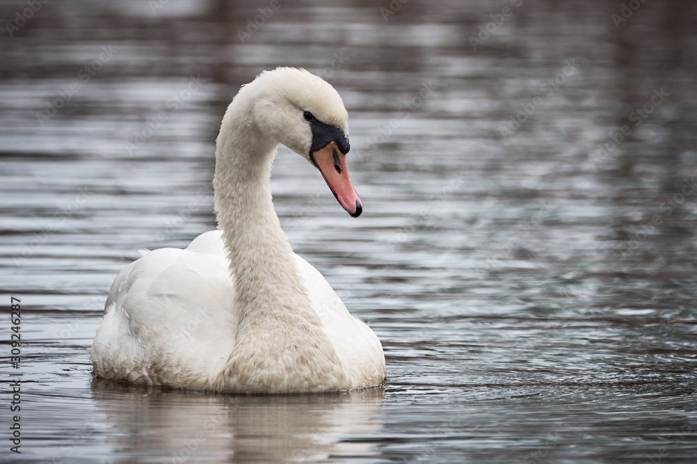 Mute Swan ( Cygnus olor ) swimming in the lake Mute Swan ( Cygnus olor ) swimming in the lake