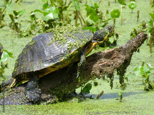 Turtle on log in water with duckweed