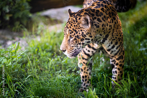 Portrait picture of American Jaguar in Bratislava Zoo, Slovakia.