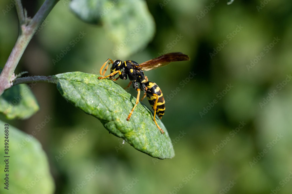 A colourful European hornet stands on top of sick apple tree leaf whilst feeding. A colourful European hornet stands on top of sick apple tree leaf whilst feeding.