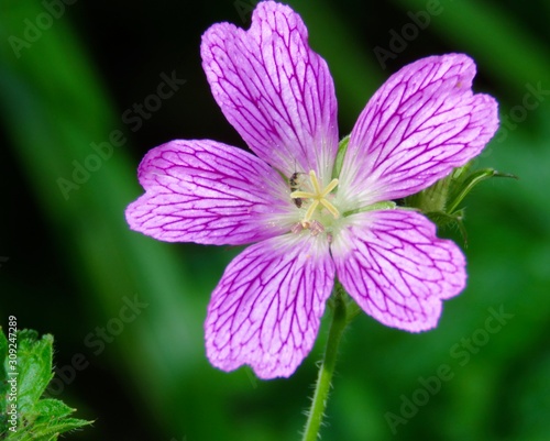 Wildflower with five petals purple and white closeup