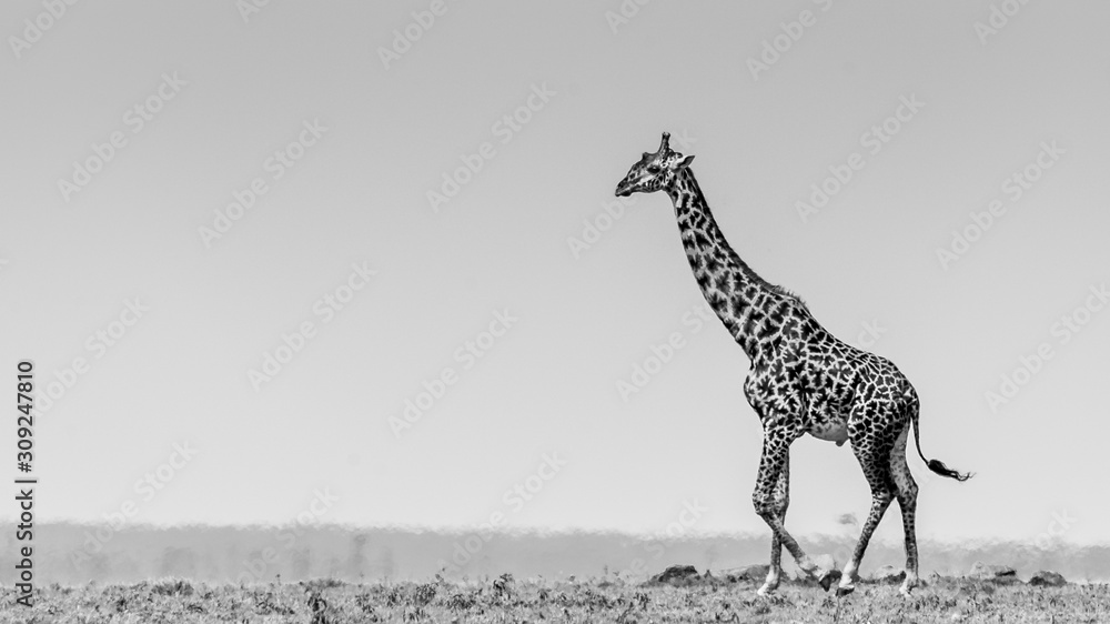 Obraz premium Giraffe in the masai mara