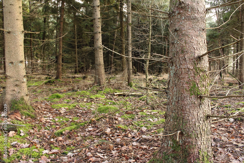 Unser schöner Tannenwald