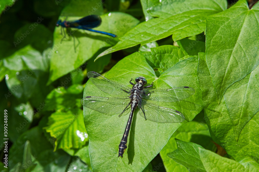dragonfly common clubtail on green leaf dragonfly common clubtail on green leaf