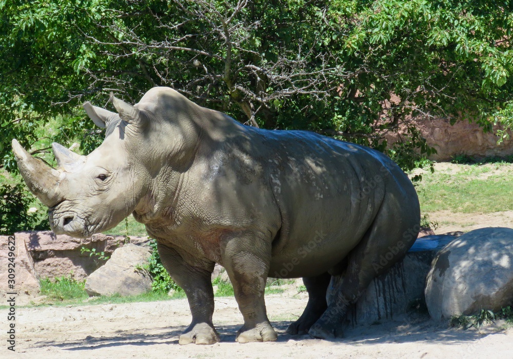Rhino rubbing his butt against rock at zoo Rhino rubbing his butt against rock at zoo