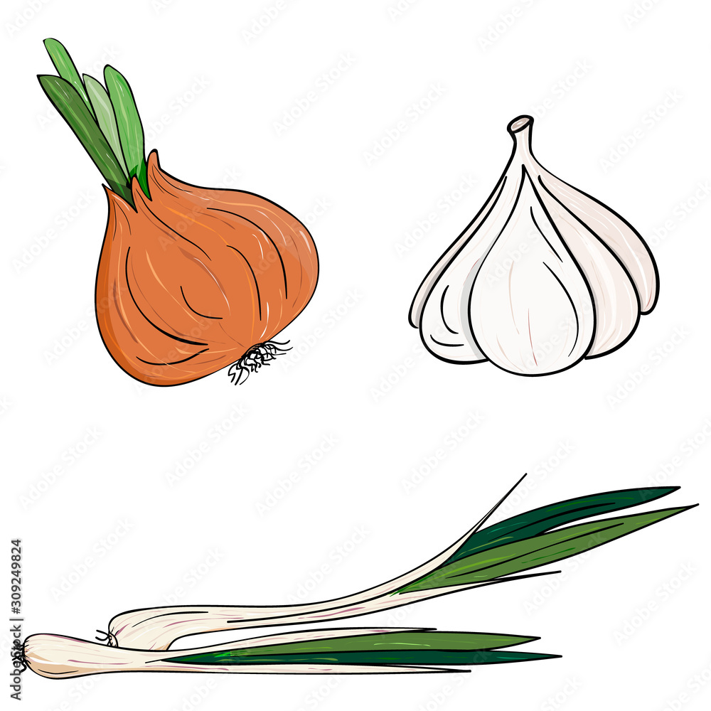 Vector onions, green onions and garlic. fresh farm vegetable isolated in cartoon style for