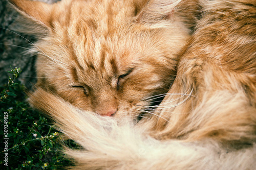 Beautiful redhead sleeping street cat photo for text