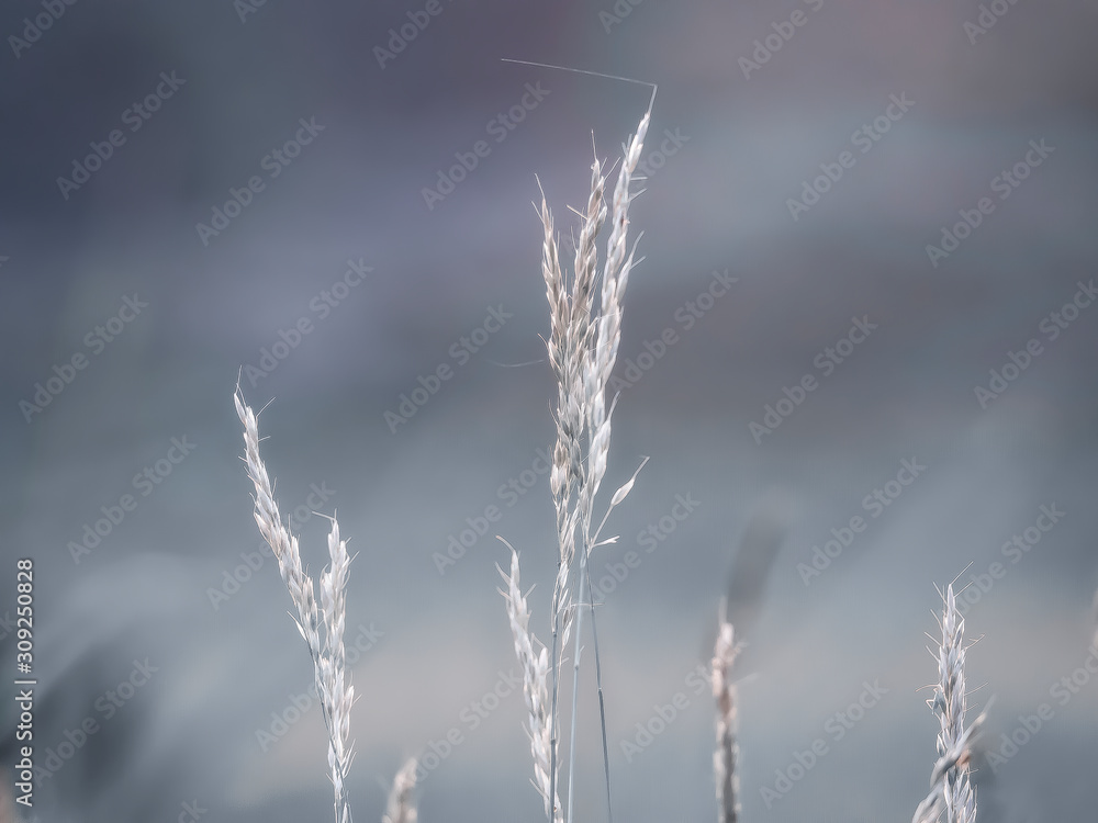 Wild grasses in a field in the countryside Wild grasses in a field in the countryside