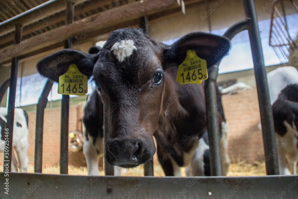 private livestock farm with cows and bulls on a farm in Holland. Meat and dairy production in Europe. Portraits of caged young cows with tags.