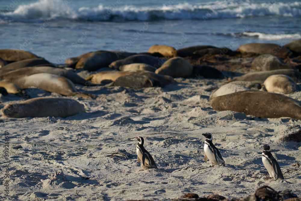 Obraz premium Magellanic Penguin (Spheniscus magellanicus) going to sea to feed from the coast of Sea Lion Island in the Falkland Islands.