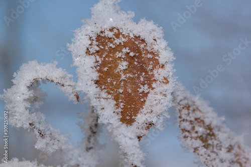 Orange leaves covered snow and hoarfrost against a blue sky background. Close up. © tikhomirovsergey