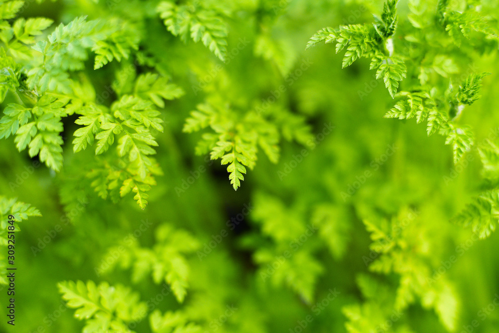 Green fresh leaves, natural forest background Green fresh leaves, natural forest background