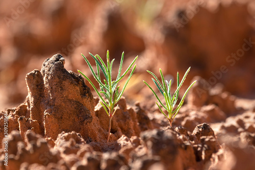 Fotografie Green plant germinating on the biological soil crust, Canyonlands National Park,