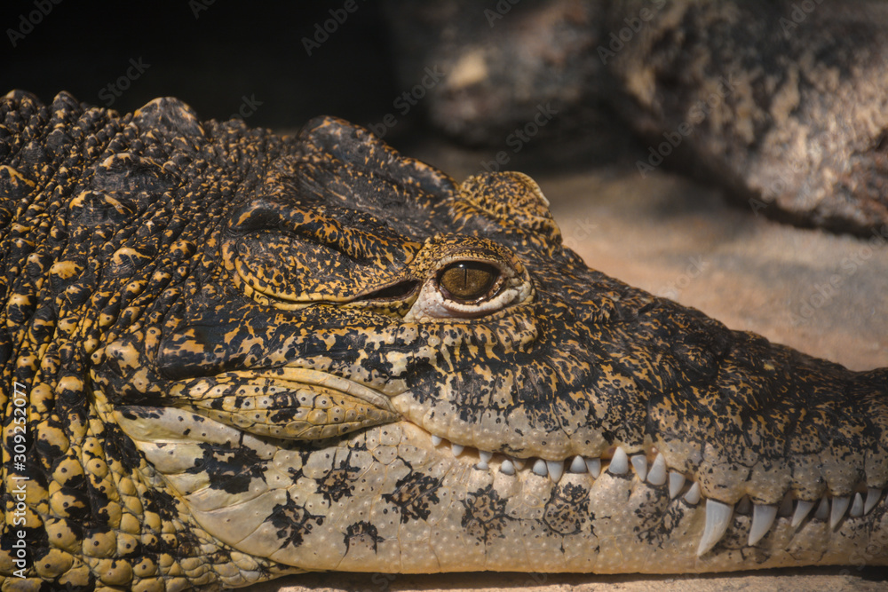 Obraz premium closeup of a crocodile