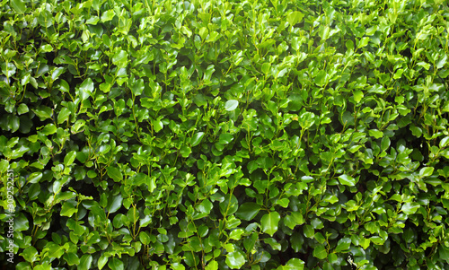 Wallpaper Mural Griselinia hedge leaves Torontodigital.ca