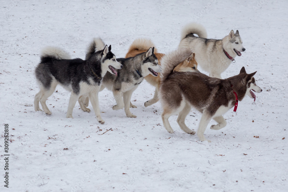 Four siberian husky and akita inu are playing in the winter park. Pet animals. Four siberian husky and akita inu are playing in the winter park. Pet animals.