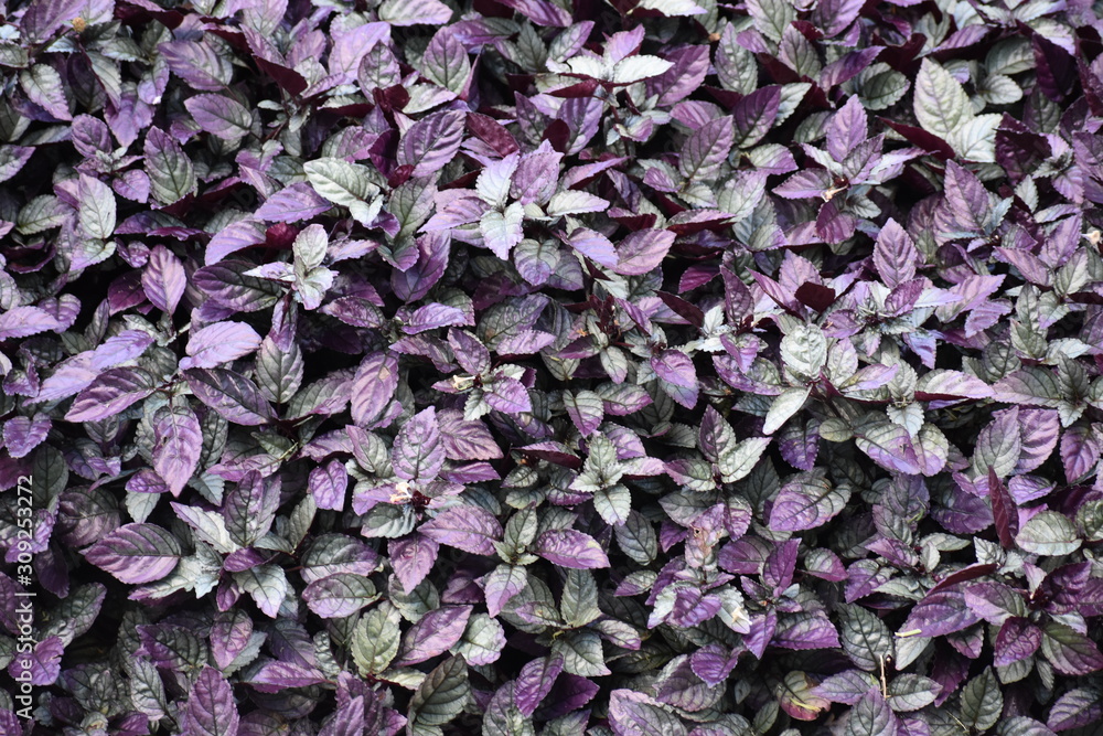 Purple floral texture