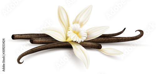Vanilla flower with dried vanilla sticks and petal. Realistic food cooking condiment. Aromatic seasoning ingredient for cookery and sweet baking, Isolated white background. Eps10 vector illustration.