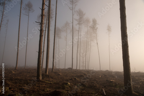 Waldlandschaft photo