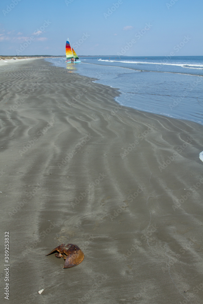 Obraz premium The remains of a horseshoe crab lie on the beach at Cumberland Island with a colorful sailboat in the background.