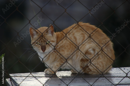 Wild cat behind a fence