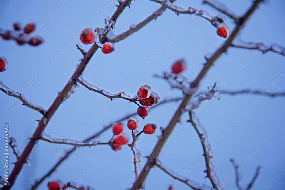 Frozen rosehip berries and leaves with hoarfrost in a trendy blue tone. Frozen rosehip berries and leaves with hoarfrost in a trendy blue tone.