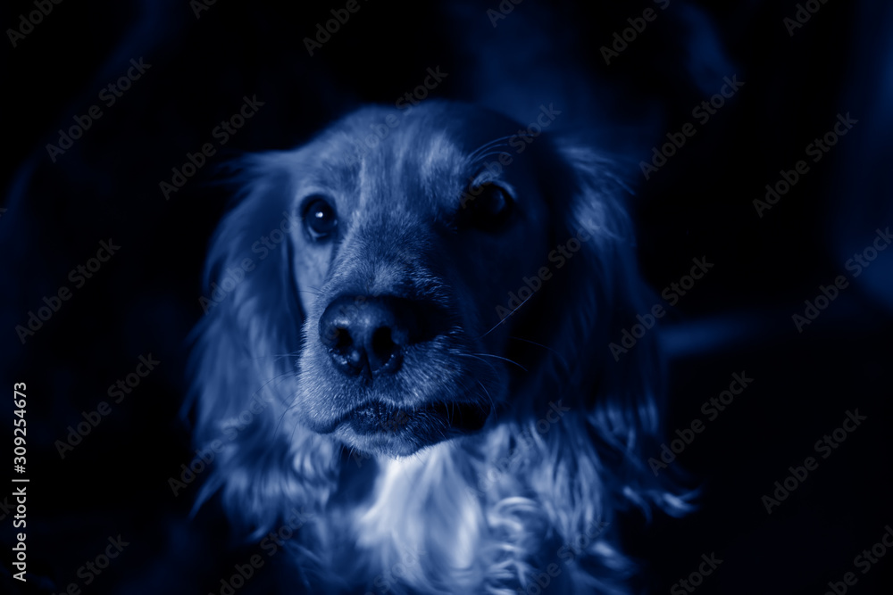 Portrait of a dog breed Russian spaniel in blue tones. Color of the year 2020, Classic Blue.