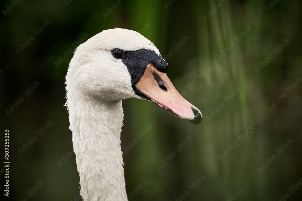 Mute Swan Head ( Cygnus Olor ) Mute Swan Head ( Cygnus Olor )