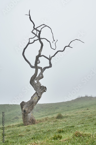 tree on the hill in fog