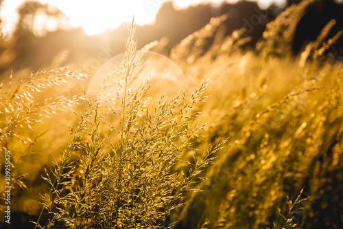 Field of wheat