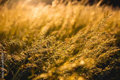 Field of wheat