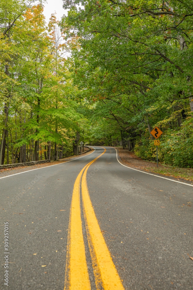 Road in forest. Tennessee. USA