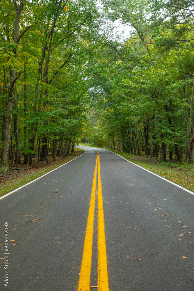 Road in forest. Tennessee. USA