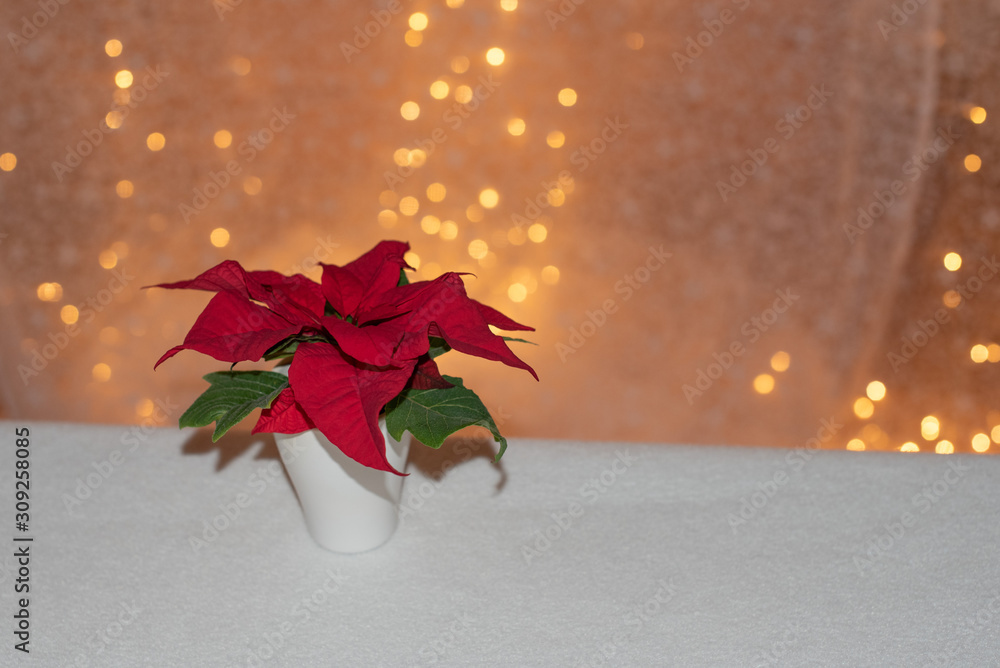 Roter Mini Weihnachtsstern Pflanze in weißem Blumentopf vor weihnachtlichem  Lichter Bokeh Querformat Stock Photo | Adobe Stock