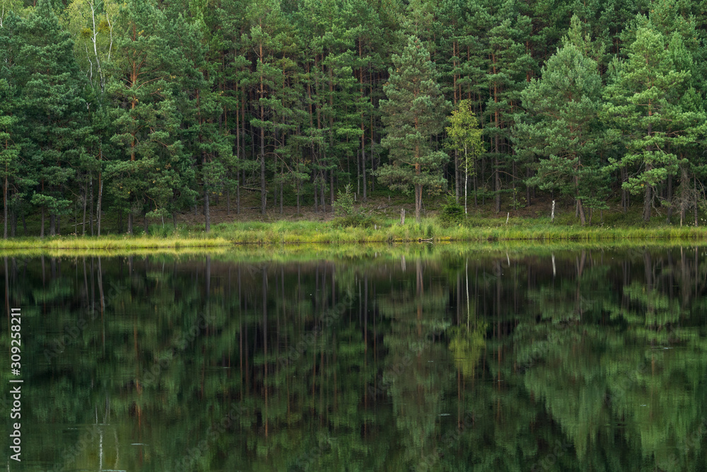 forest reflection in calm water of dystrophic lake forest reflection in calm water of dystrophic lake