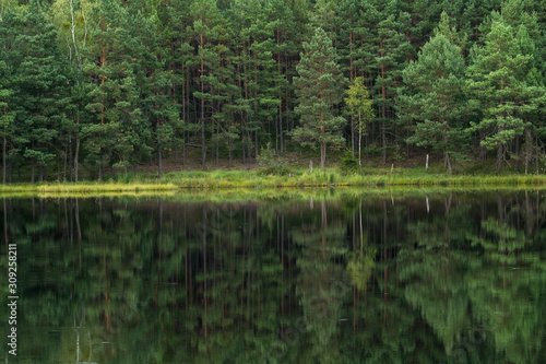 Fototapeta Naklejka Na Ścianę i Meble -  forest reflection in calm water of dystrophic lake