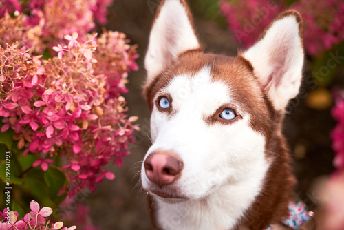 Colorful photo postcard. Small group purple flowers bushes late flowering. Interested look through hydrangeas. Sunlight Pink cute nose. Horizontal snapshot husky white brown color, blue eyes big ears