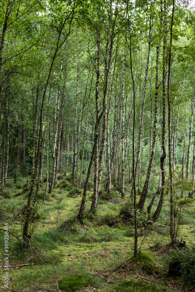 Fototapeta premium forest in wetlands