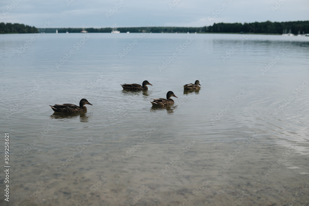 duck swimming on a shallow water duck swimming on a shallow water