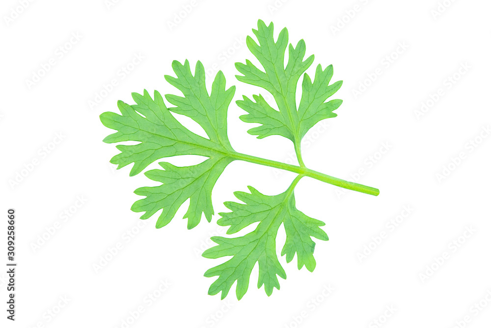 Fototapeta premium Coriander leaf isolated on white background with clipping path
