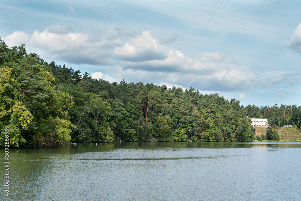 forest on a lake shore