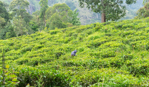 Man working on green tea plantations field in the mountain area of Sri Lanka