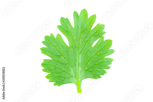 Coriander leaf isolated on white background with clipping path