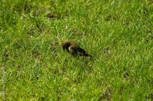european greenfinch on a grass