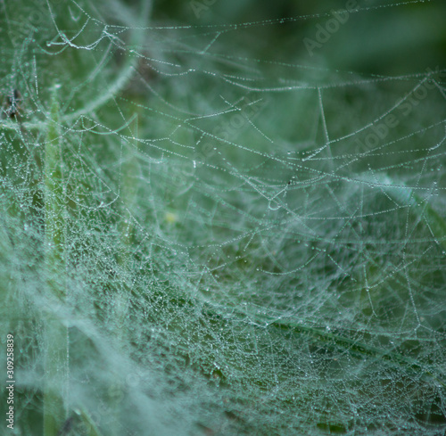 close up of cobweb