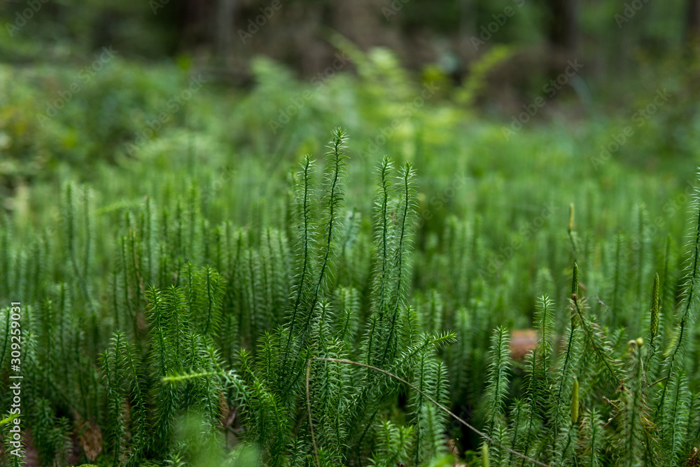  clubmosses growing inside of a forest