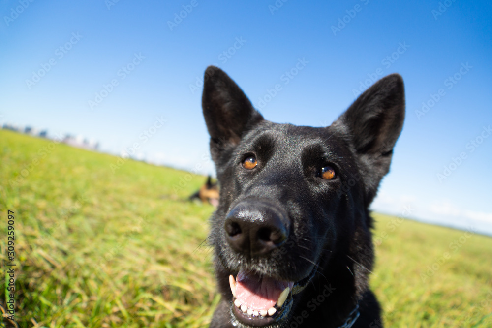 German shepherd of different colors on the green grass are sitting. A well-bred dog in the meadow walks and runs.