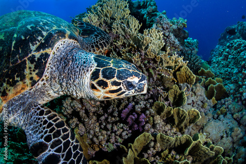 Sea turtle .Close up photo.